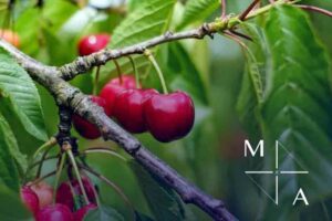 Cherry Orchard Export business for sale