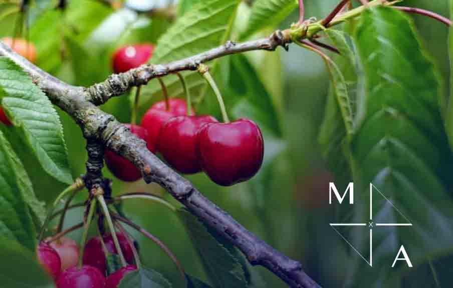 Cherry Orchard Export business for sale