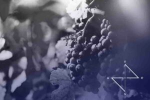 Vineyard for sale
