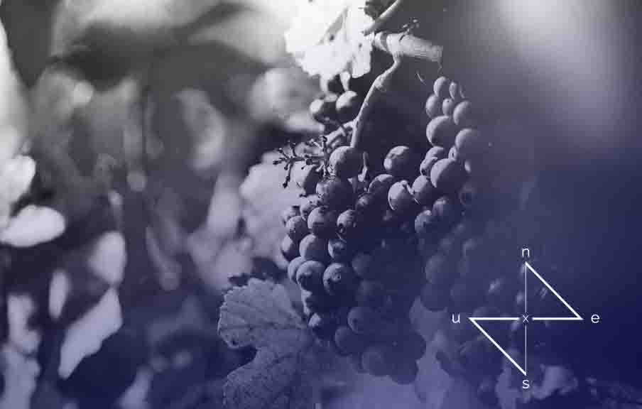 Vineyard for sale